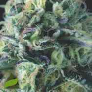 Pyramid Seeds AUTO Cookies USA Range
