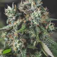 Pyramid Seeds AUTO Do-Si-Dos USA Range