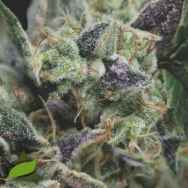 Pyramid Seeds AUTO Gorilla USA Range