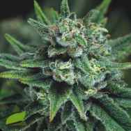 Pyramid Seeds Galaxy FAST