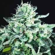 Pyramid Seeds Gelato USA Range