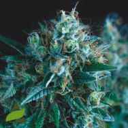 Pyramid Seeds Gorilla FAST