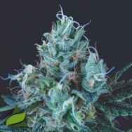 Pyramid Seeds Ice Cream USA Range