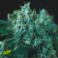 Pyramid Seeds Kryptonite FAST