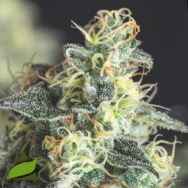 Pyramid Seeds Lemon Larry OG USA Range
