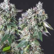 Pyramid Seeds Mendocino Purple Kush USA Range