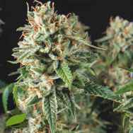 Pyramid Seeds Super OG Kush Fast