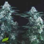 Pyramid Seeds Tutankhamon Fast
