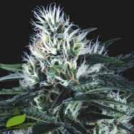 Pyramid Seeds Wembley Fast