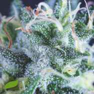Pyramid Seeds AUTO Gelato USA Range