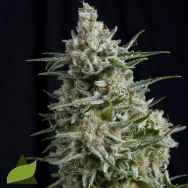 Pyramid Seeds Anesthesia CBD