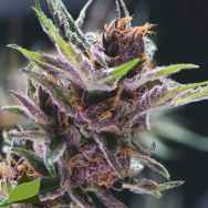 Pyramid Seeds Black Cherry Punch