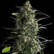 Pyramid Seeds Galaxy CBD