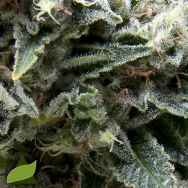 Pyramid Seeds AUTO New York City CBD