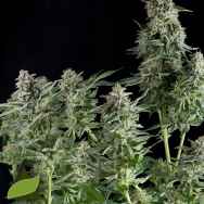 Pyramid Seeds Northern Lights CBD