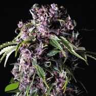 Pyramid Seeds Purple