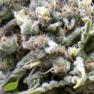 Pyramid Seeds White Widow CBD