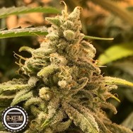 R-Kiem Seeds Dead Cheese