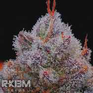 R-Kiem Seeds El Xupet Negre