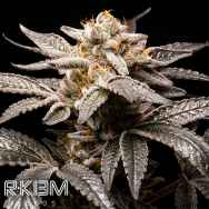 R-Kiem Seeds Fancy Don Rouch