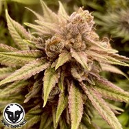 Rare Dankness Seeds Runtz Ghost Train