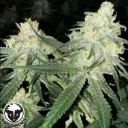 Rare Dankness Seeds Scotts Haze