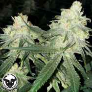 Rare Dankness Seeds Scott’s Haze