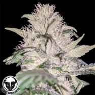 Rare Dankness Seeds Purple Swish Haze