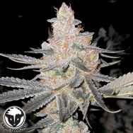 Rare Dankness Seeds Vaders Starkiller