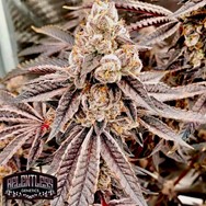 Relentless Genetics Black Cherry Bomb