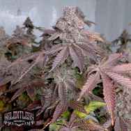 Relentless Genetics Black Trop Cherry