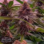 Relentless Genetics Dark Queen