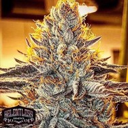 Relentless Genetics Frosted Cherry Cookies