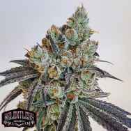 Relentless Genetics Lemon Fire Runtz