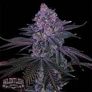 Relentless Genetics Purple Papaya Runtz