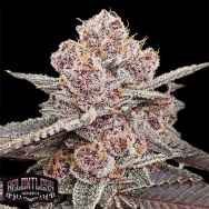 Relentless Genetics Super Trop Cherry