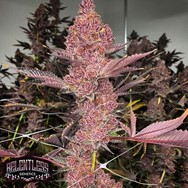 Relentless Genetics Tropicana Cherry S1