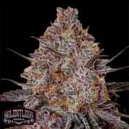 Relentless Genetics Trop Strawberry