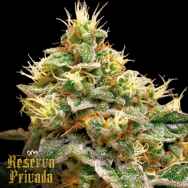 Reserva Privada Confidential Cheese