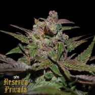 Reserva Privada Purple Wreck