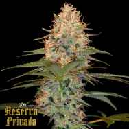 Reserva Privada Silver Kush