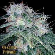 Reserva Privada Sour Diesel