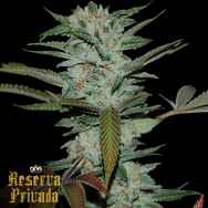 Reserva Privada Sour Kush AKA Headband