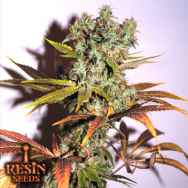 Resin Seeds Hammershark