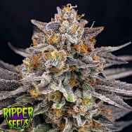 Ripper Seeds CandyGaz