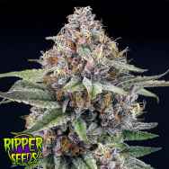 Ripper Seeds EyeBallz