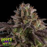 Ripper Seeds Kmintz