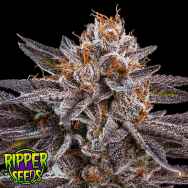 Ripper Seeds OMG