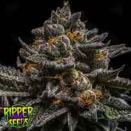 Ripper Seeds Brain Cake