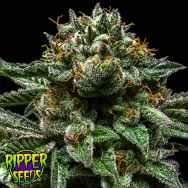 Ripper Seeds Chempie